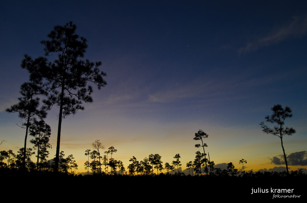 Sonnenaufgang in den Everglades