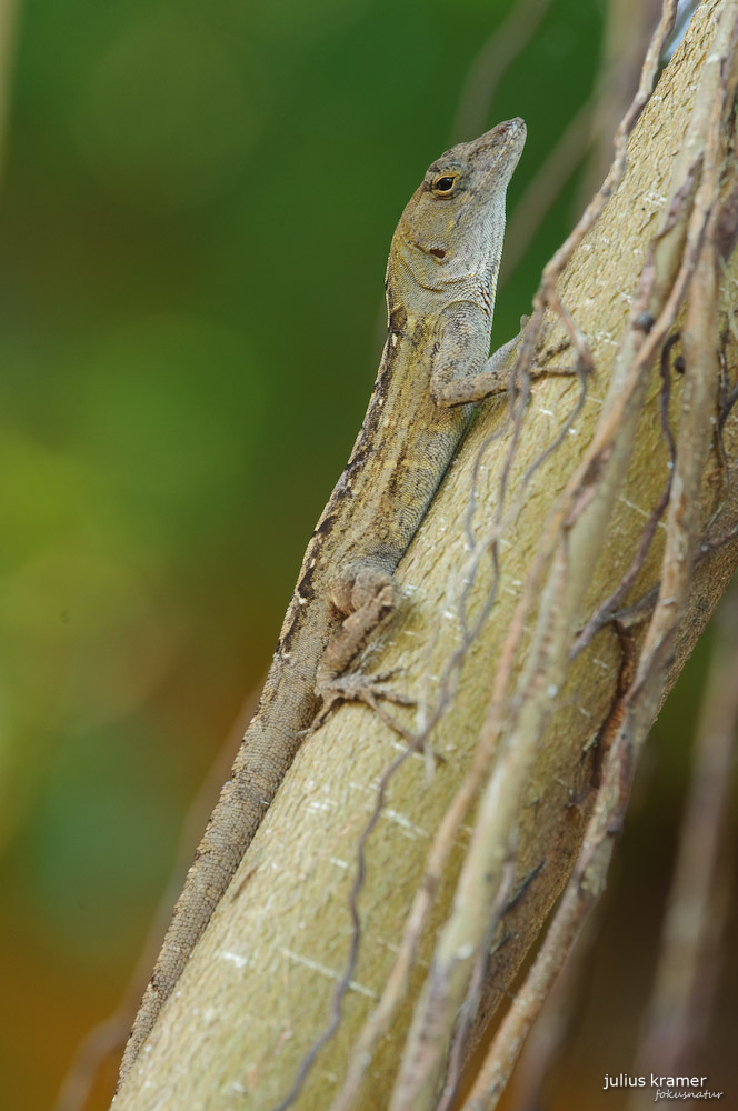 Bahama-Anolis (Norops sagrei)