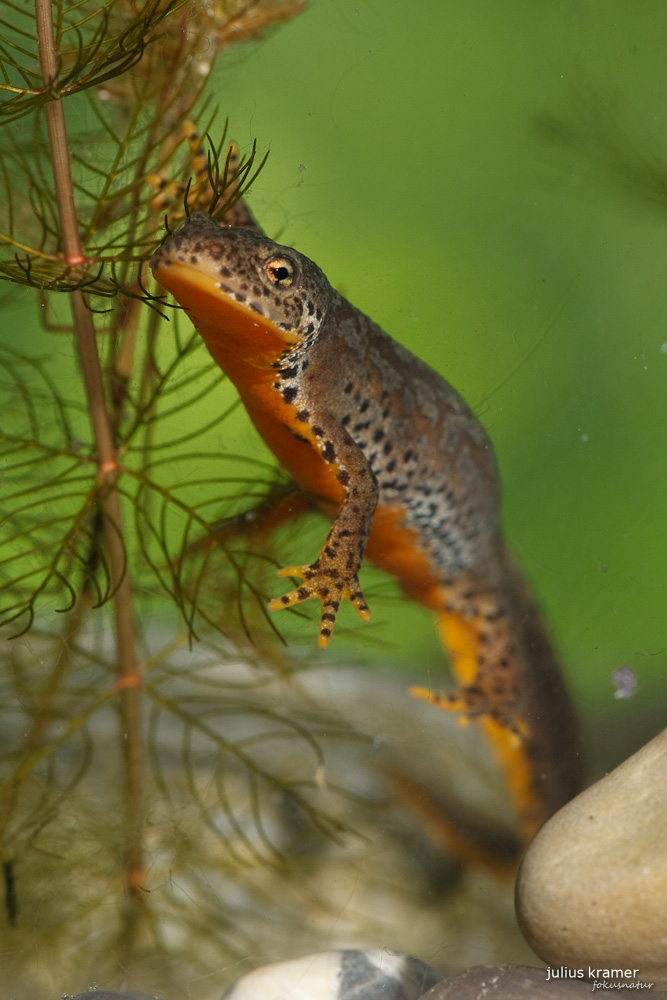 Bergmolch (Ichthyosaura alpestris) - C