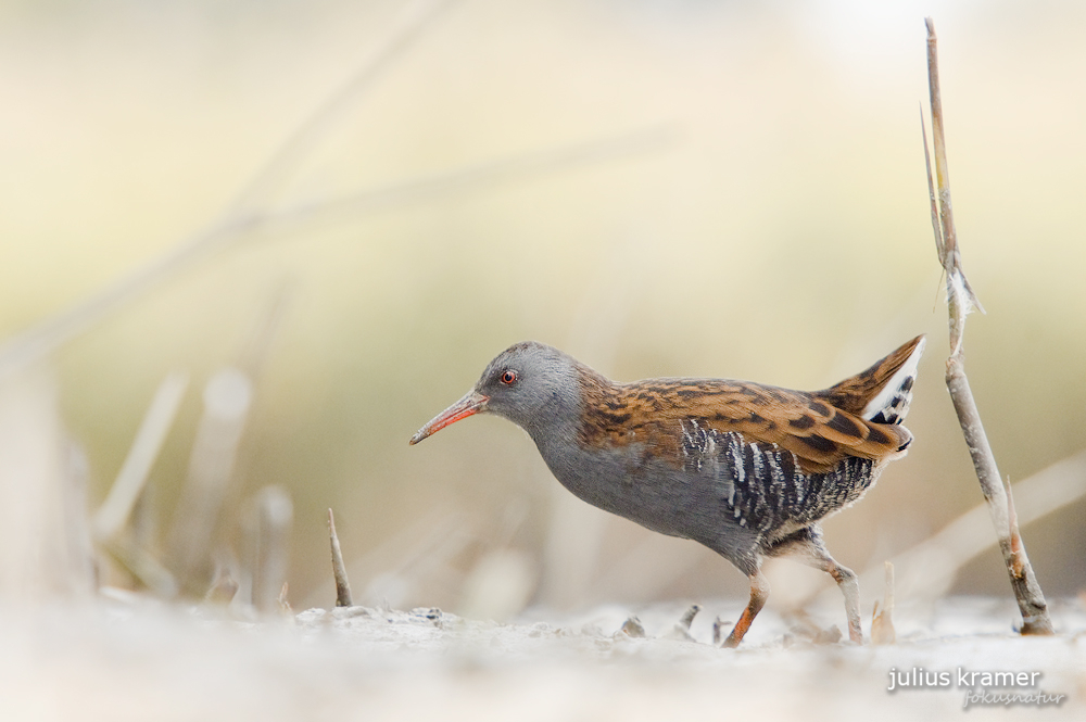 Wasserralle (Rallus aquaticus)