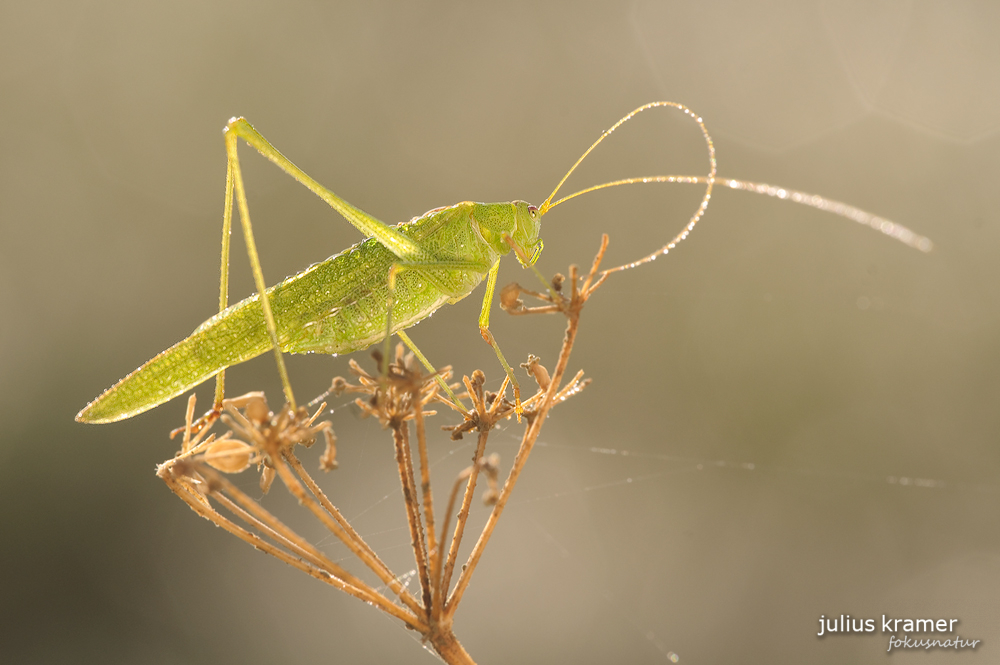 Sichelschrecke (Phanaroptera falcata) im Gegenlicht