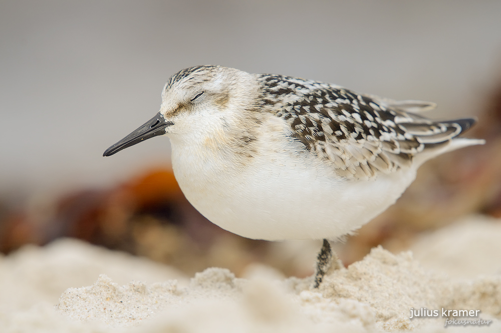 Sanderling (Calidris alba) im Schlichtkleid