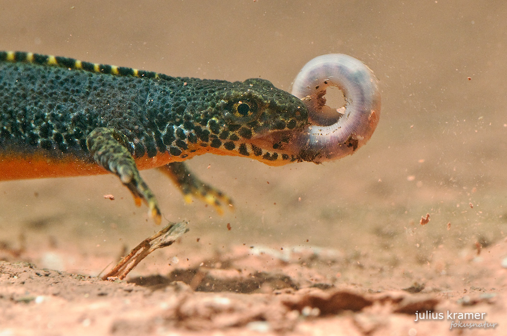 Bergmolchmännchen frisst Regenwurm