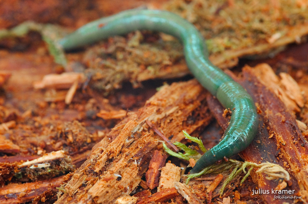 Grüner Regenwurm (Allolobophora smaragdina)