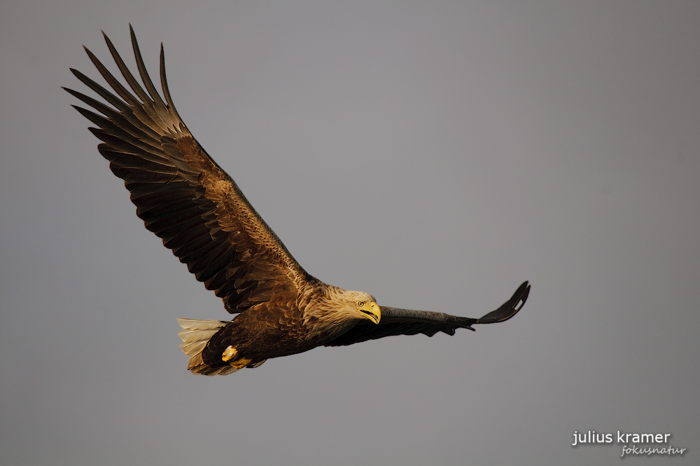 Seeadler (Haliaeetus albicilla) im Flug