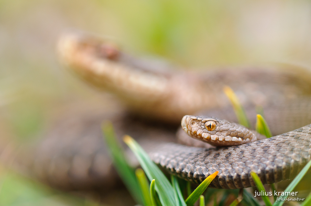 Kreuzotter (Vipera berus)