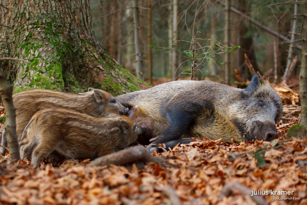 Säugendes Wildschwein