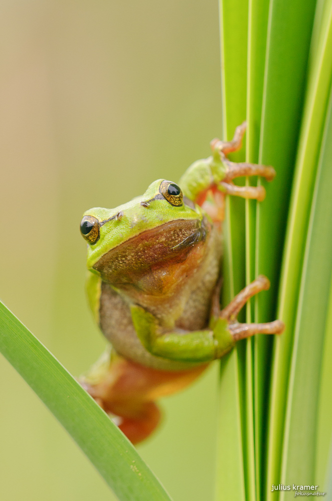 Laubfrosch (Hyla arborea)