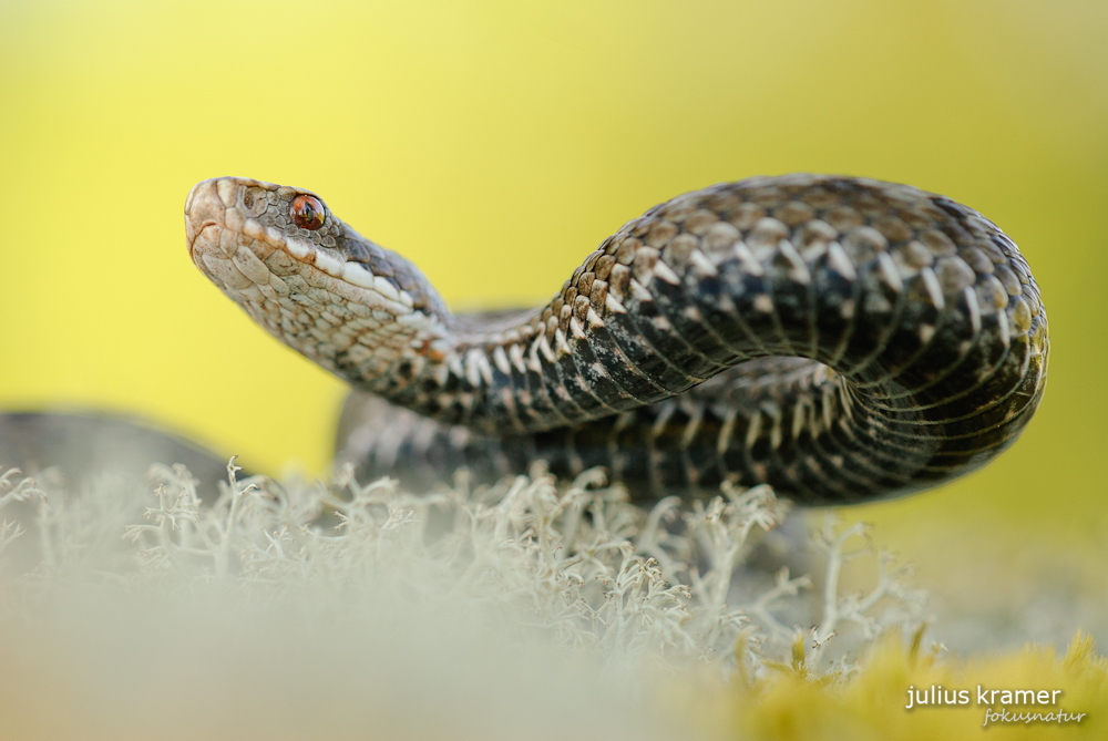 Kreuzotter (Vipera berus)