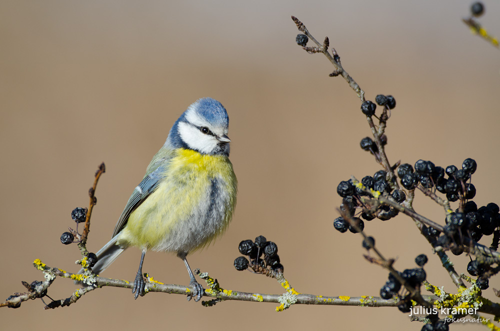 Blaumeise (Parus caeruleus)