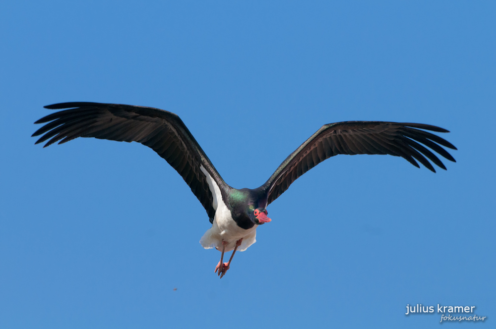 Schwarzstorch (Ciconia nigra)