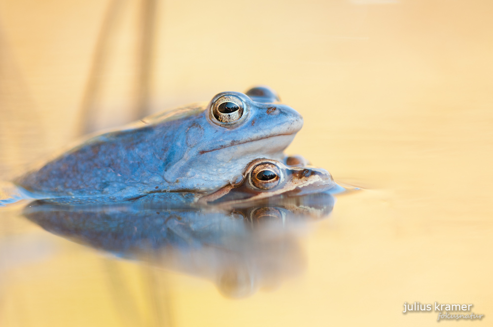 Moorfrösche (Rana arvalis)