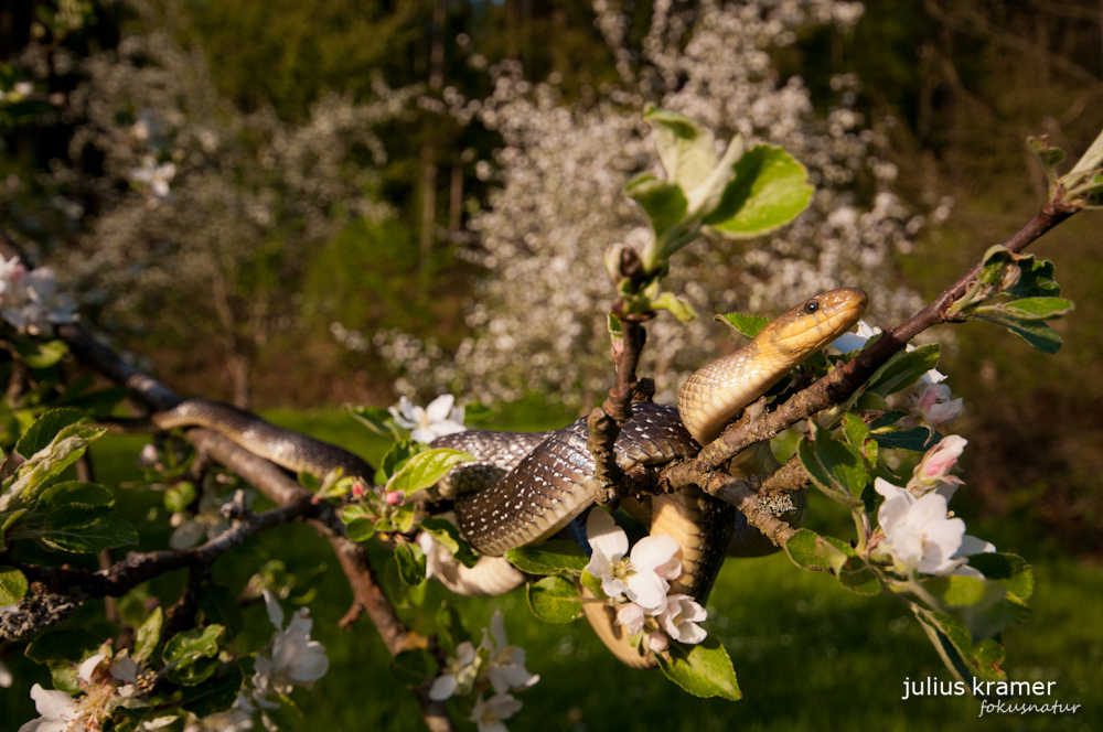 Äskulapnatter [Zamenis longissimus)