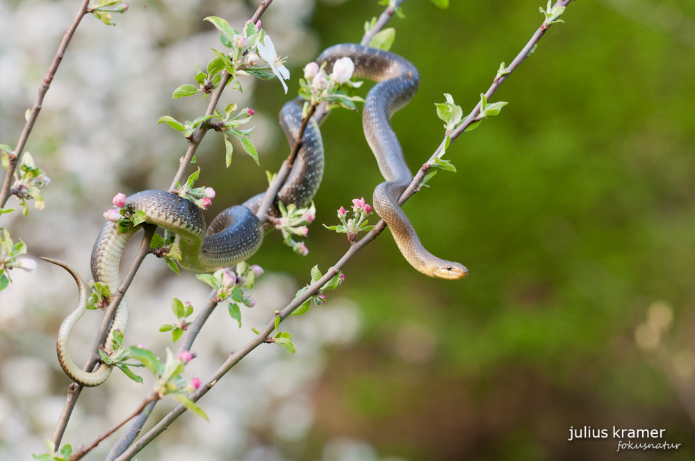 Äskulapnatter [Zamenis longissimus)