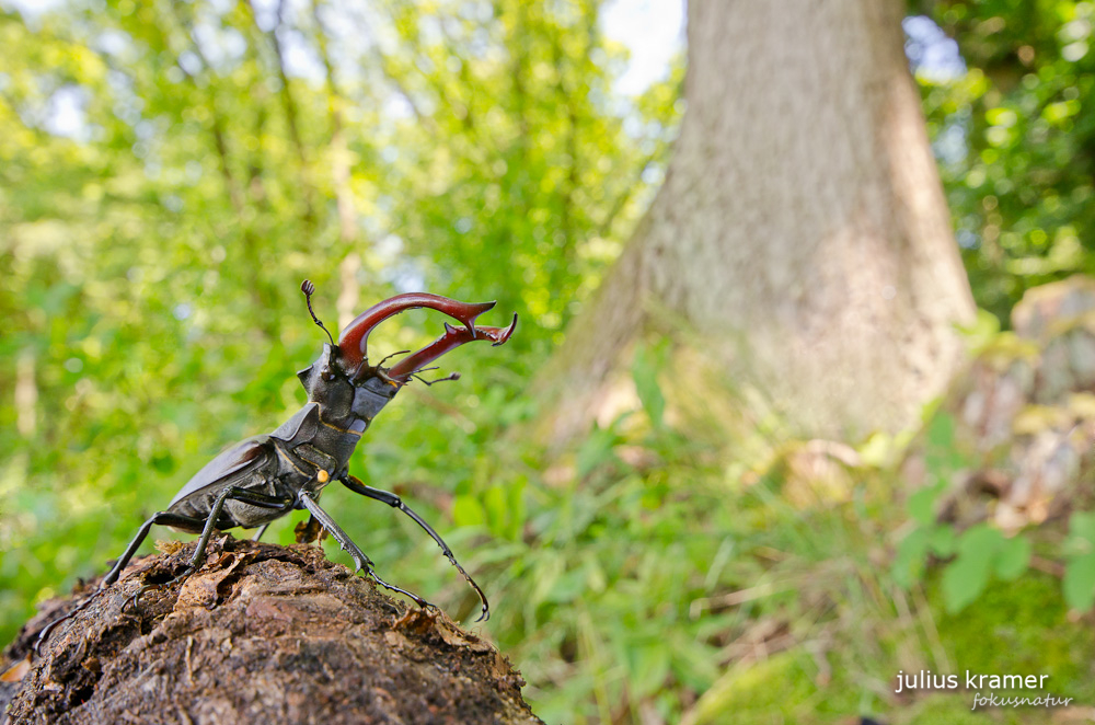 Hirschkäfer (Lucanus cervus)