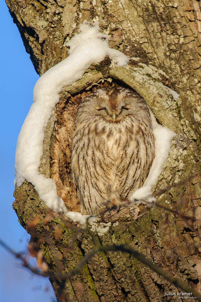 Waldkauz (Strix aluco)