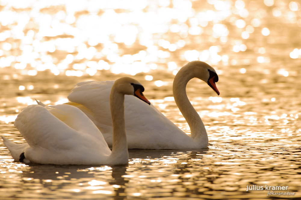 Höckerschwäne (Cygnus olor)