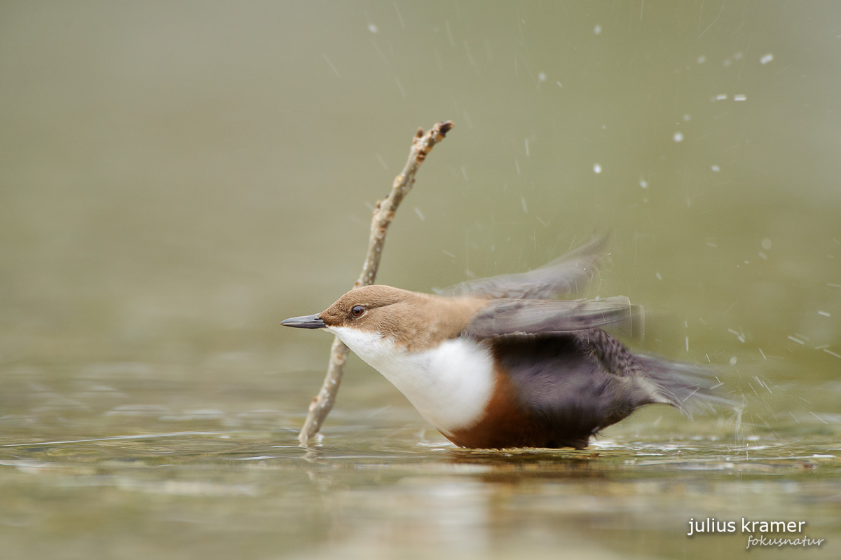 Wasseramsel (Cinclus cinclus)