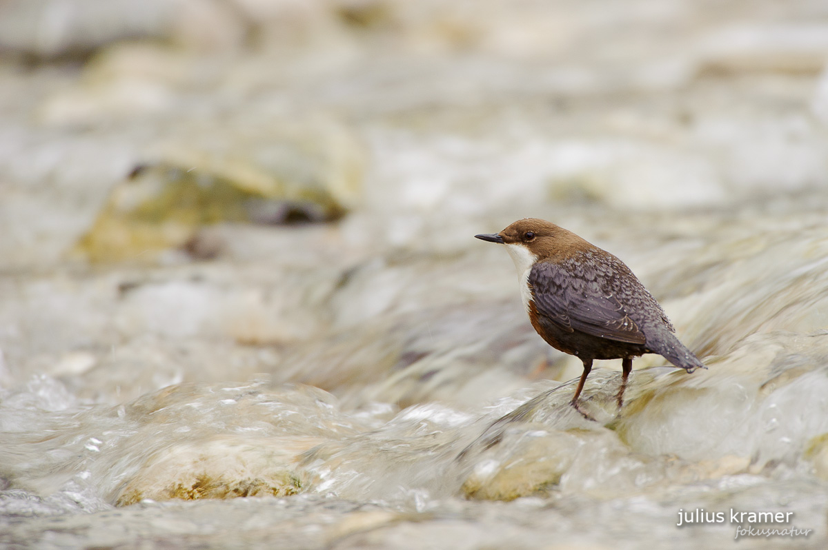 Wasseramsel (Cinclus cinclus)