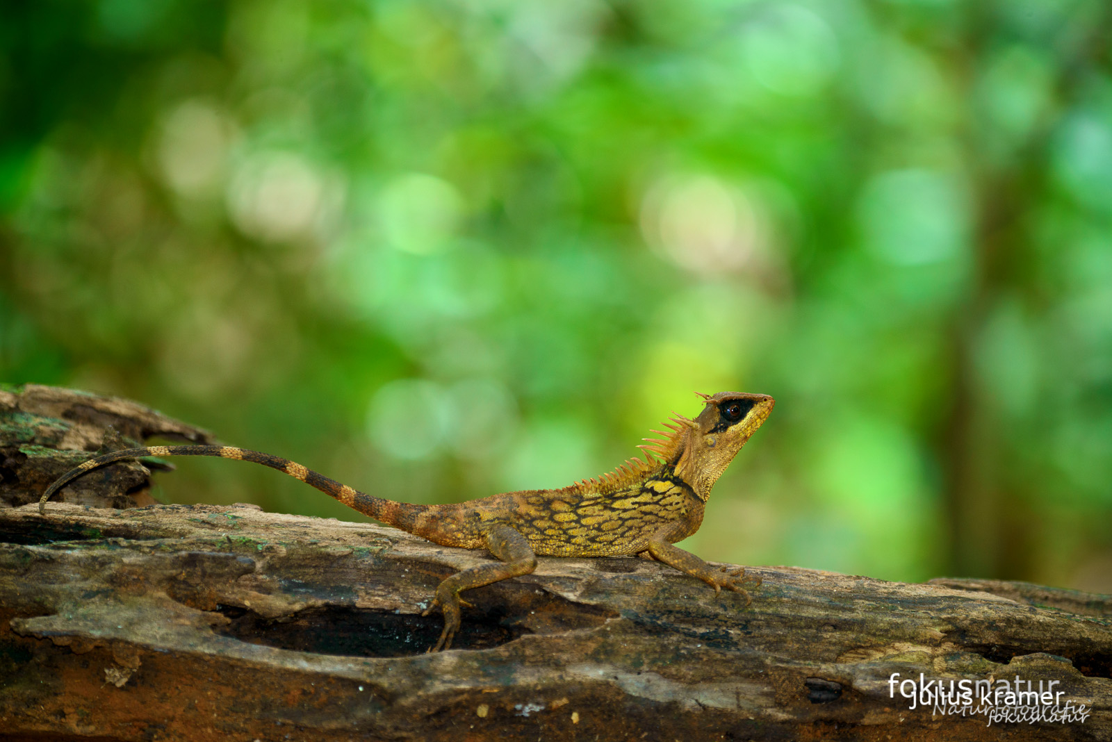 Nackenstachler (Acanthosaura cardamomensis)