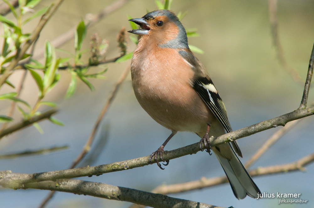 Buchfink (Fringilla coelebs)