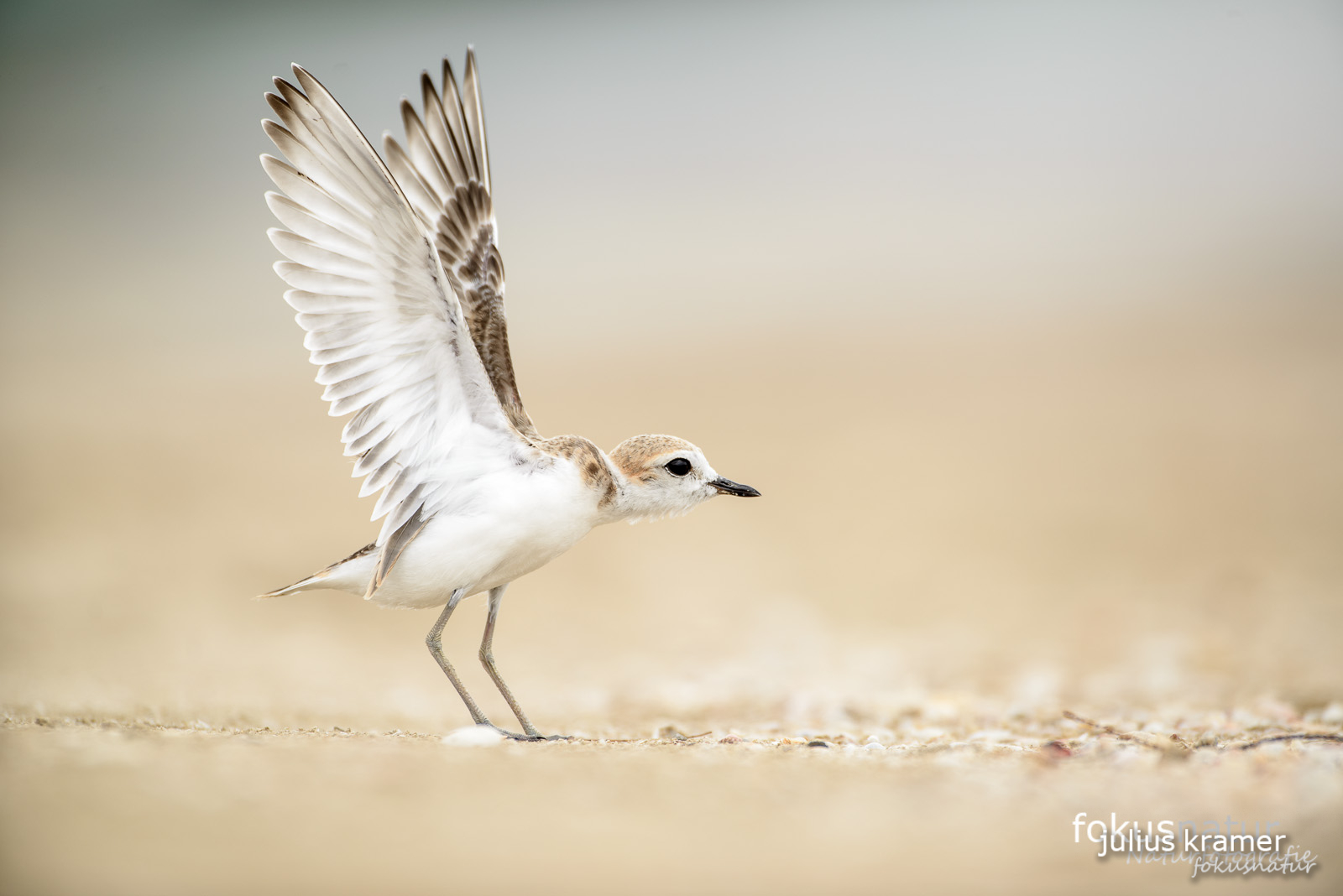 Malaienregenpfeifer (Charadrius peronii)