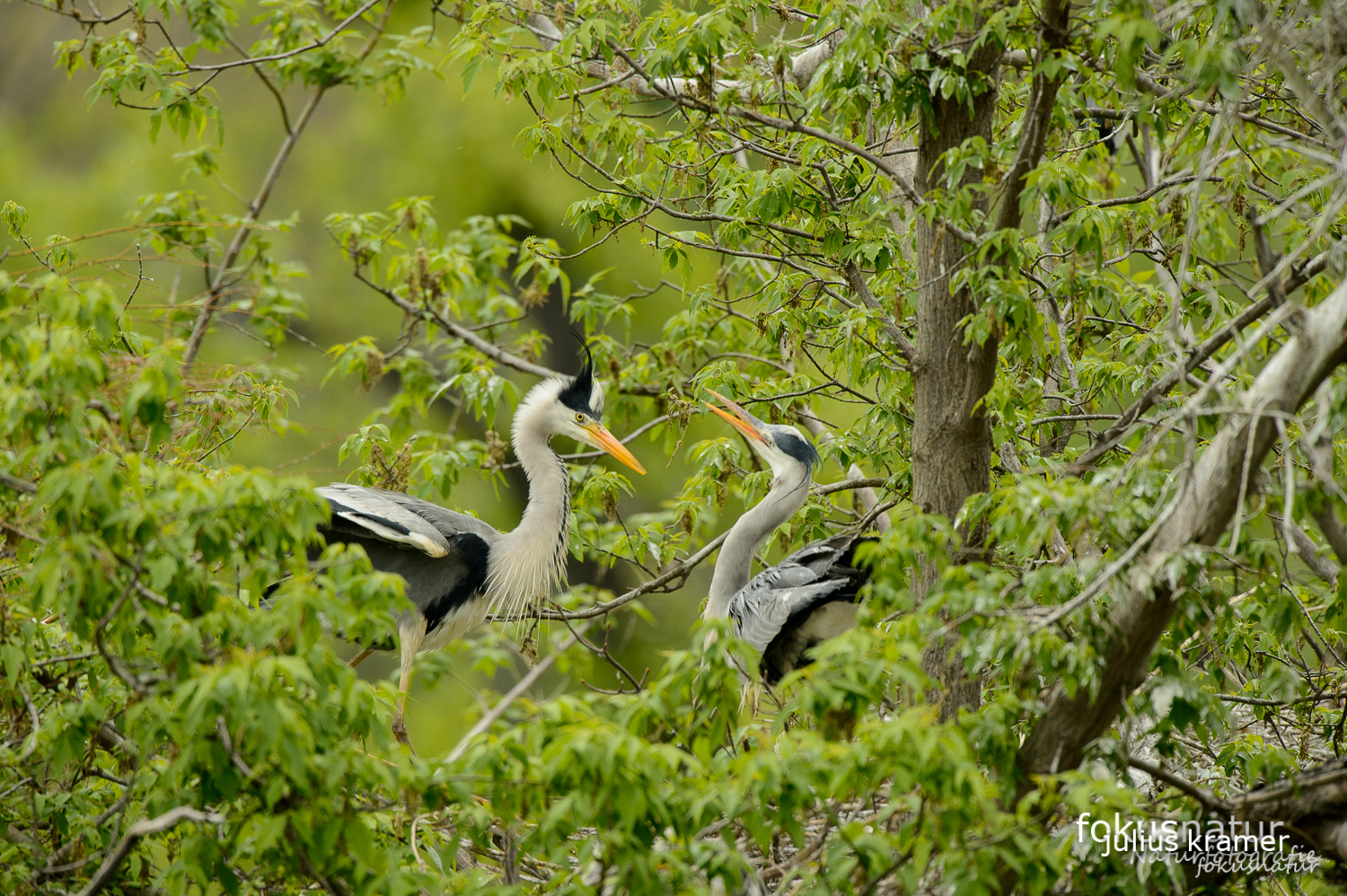 Graureiher (Ardea cinerea) in der Kolonie