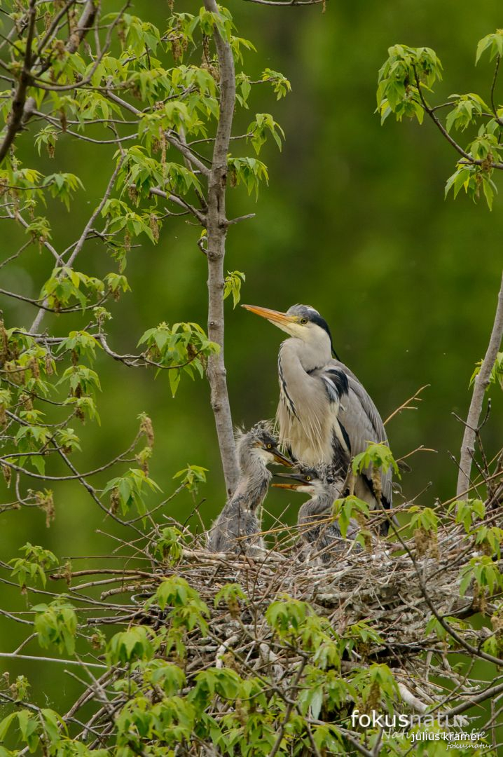 Graureiher (Ardea cinerea) in der Kolonie