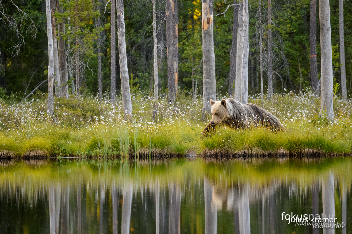 Wilder Braunbär (Ursos arctos)