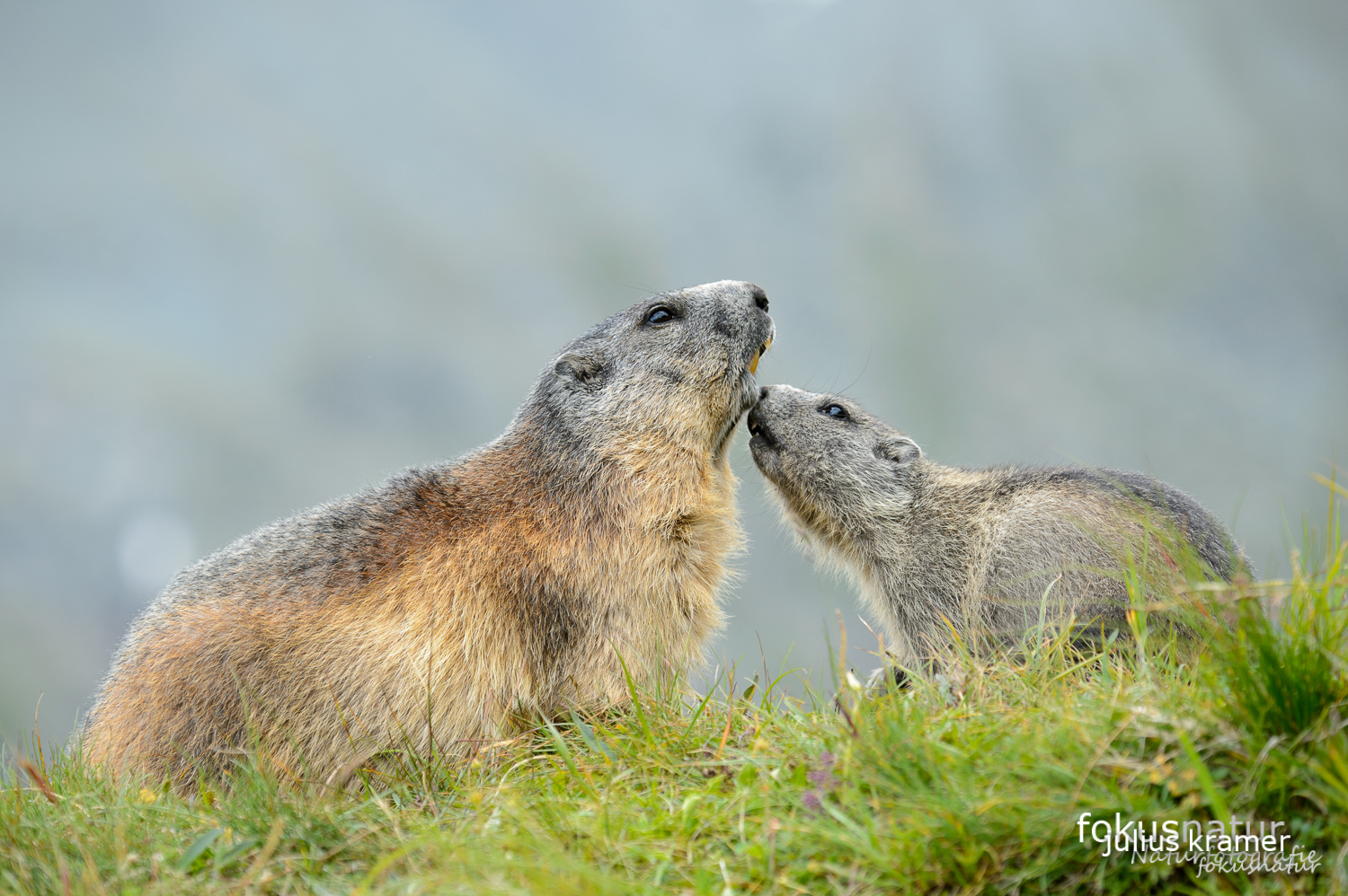 Murmeltiere (Marmota marmota)