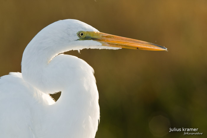 Silberreiher (Egretta alba)