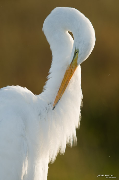 Silberreiher (Egretta alba)