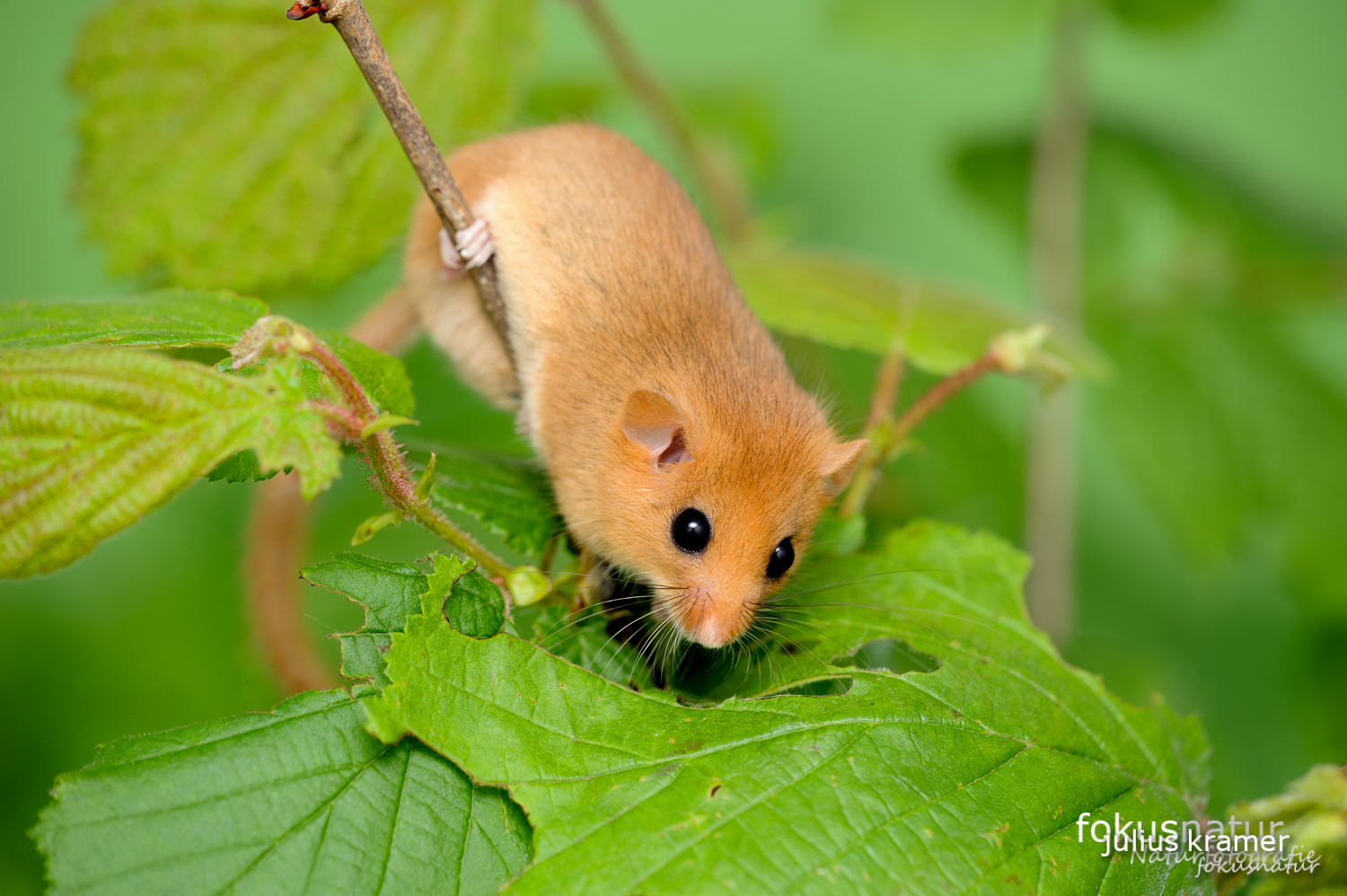 Haselmaus (Muscardinus avellanarius) im Gebüsch