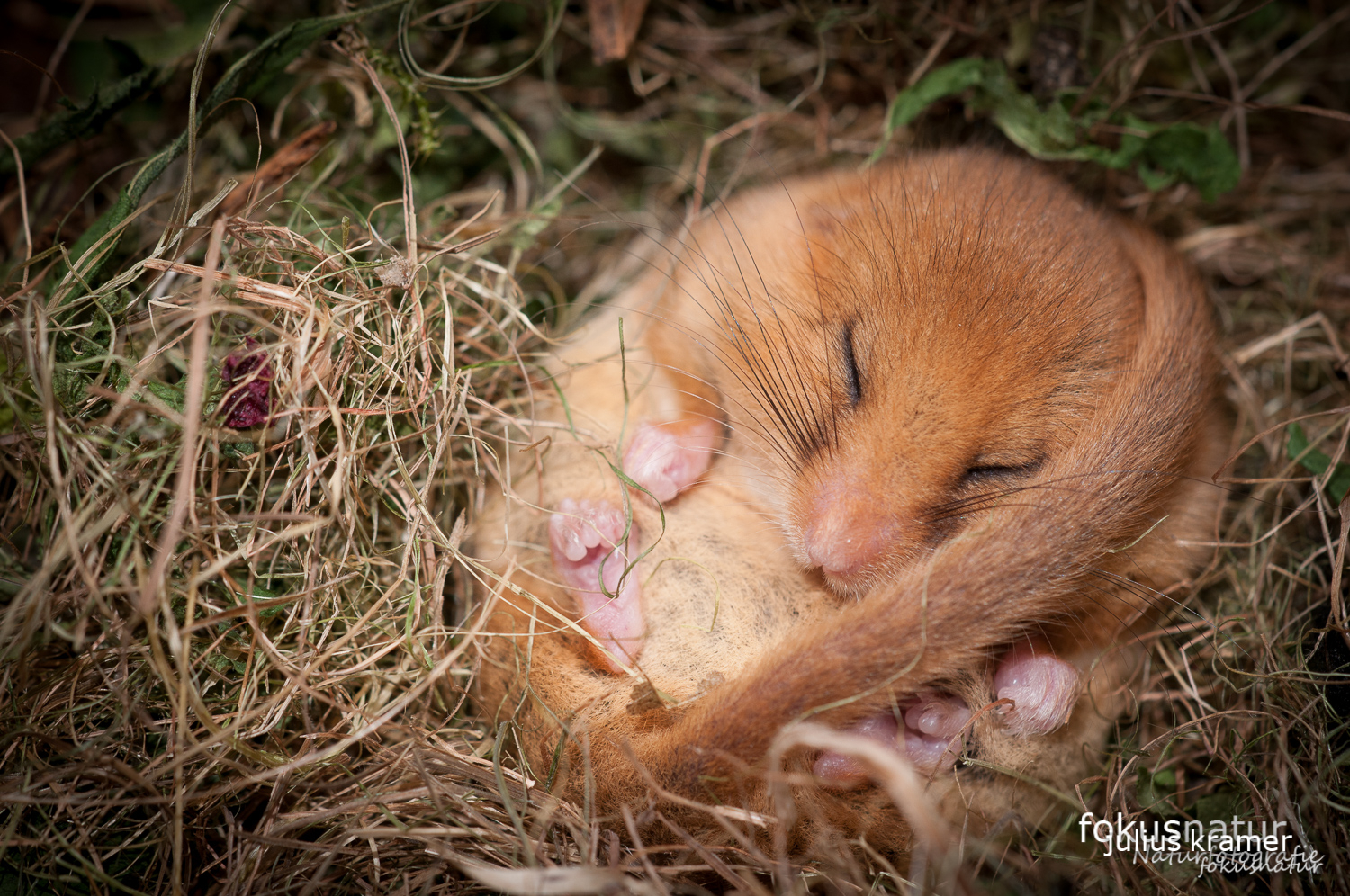 Haselmaus (Muscardinus avellanarius) im Gebüsch