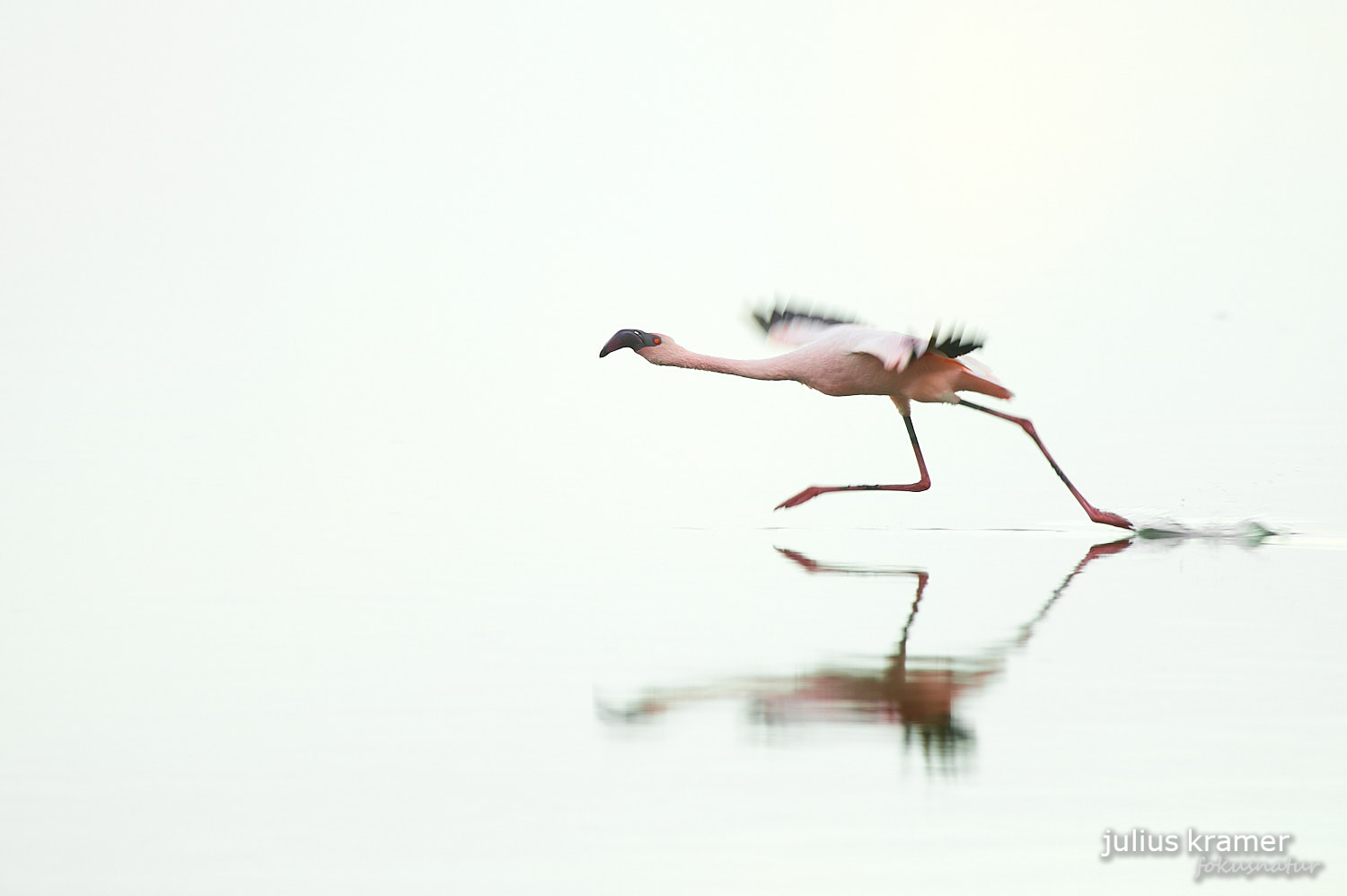 Zwergflamingos am Lake Natron