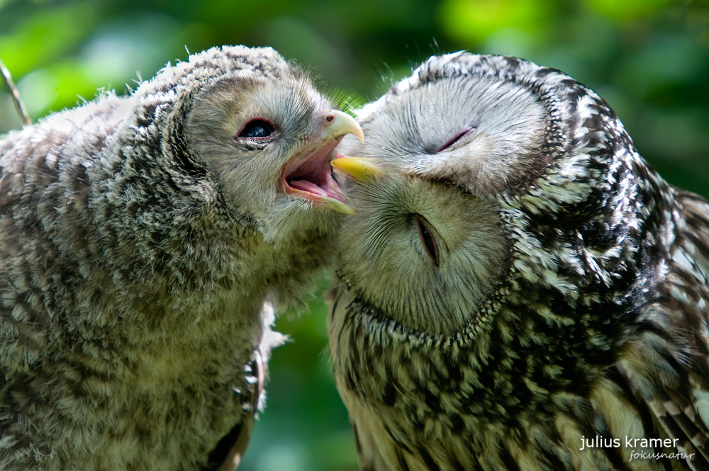 Fütterung beim Habichtskauz (Strix uralensis) - C