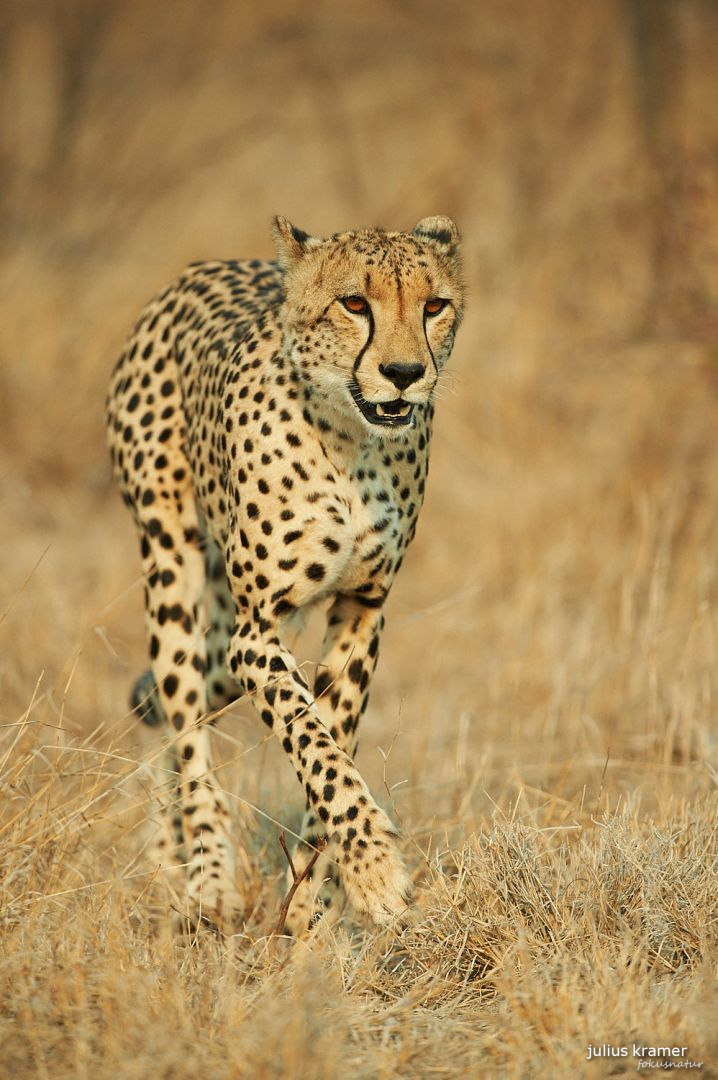 Gepard (Acinonyx jubatus)