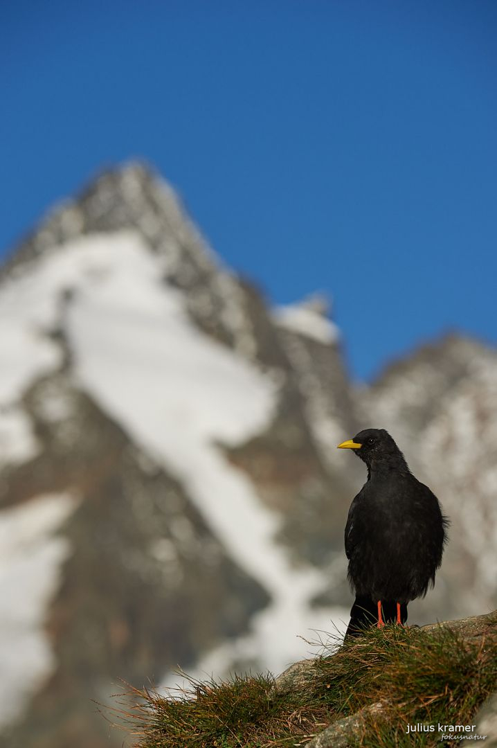 Alpendohle (Pyrrhocorax graculus)