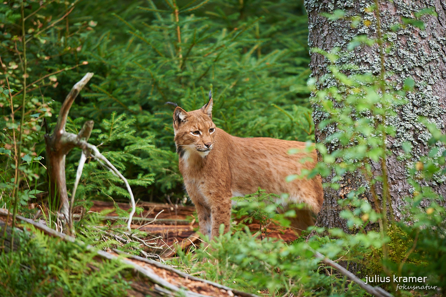 Eurasischer Luchs (Lynx lynx)