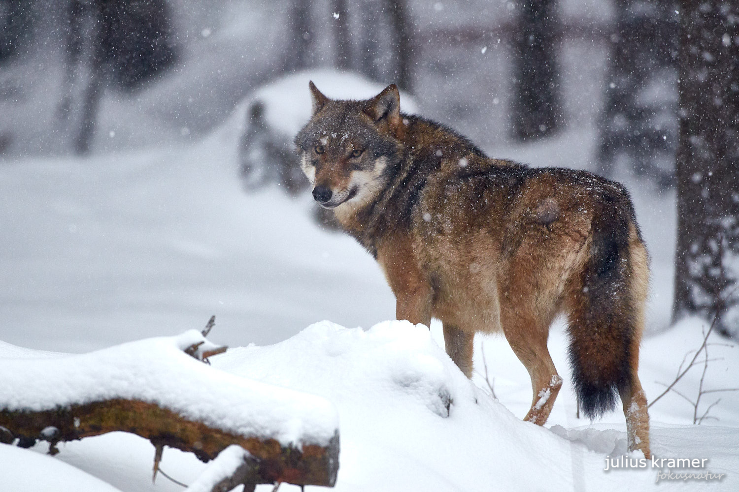 Europäischer Wolf (Canis lupus)