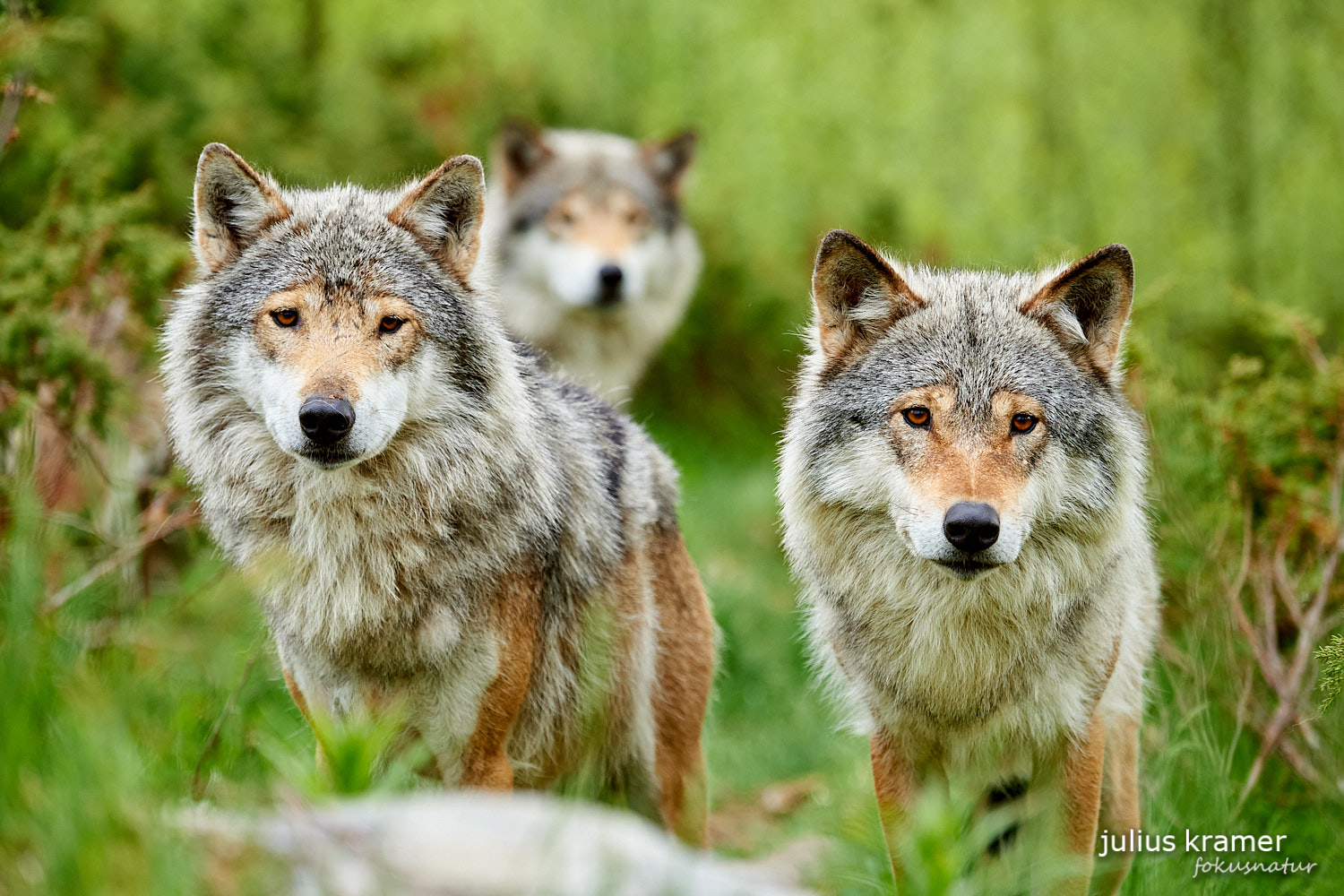 Europäischer Wolf (Canis lupus)