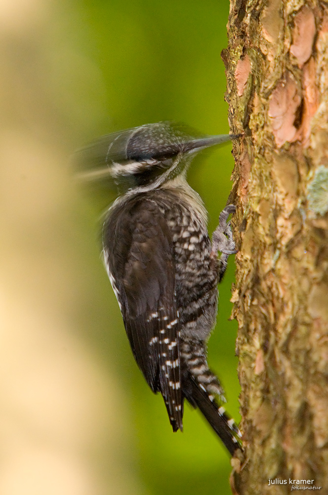 Dreizehenspecht (Picoides tridactylus)