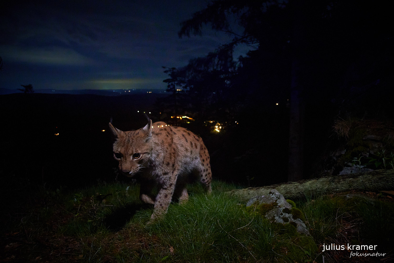 Luchs (Lynx lynx)