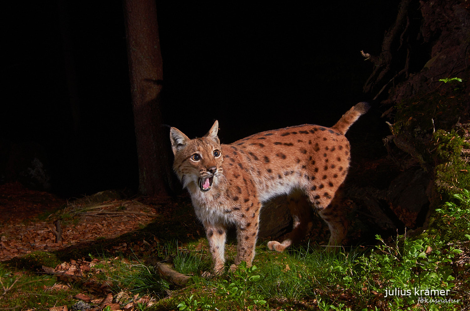 Luchs (Lynx lynx)