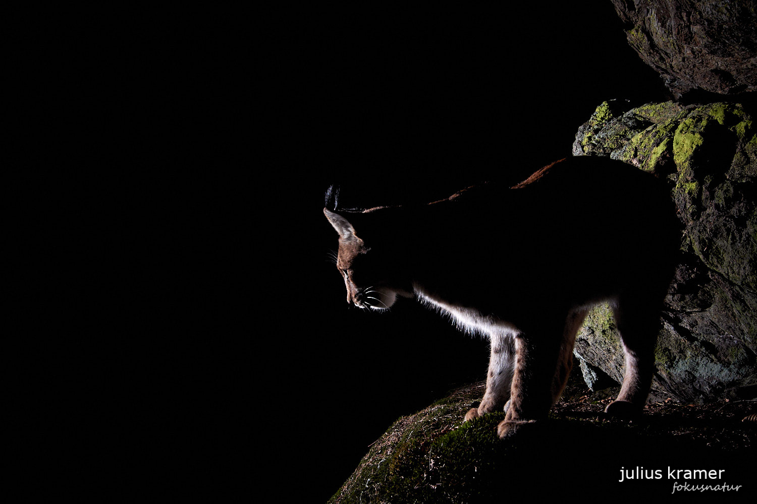 Luchs (Lynx lynx)