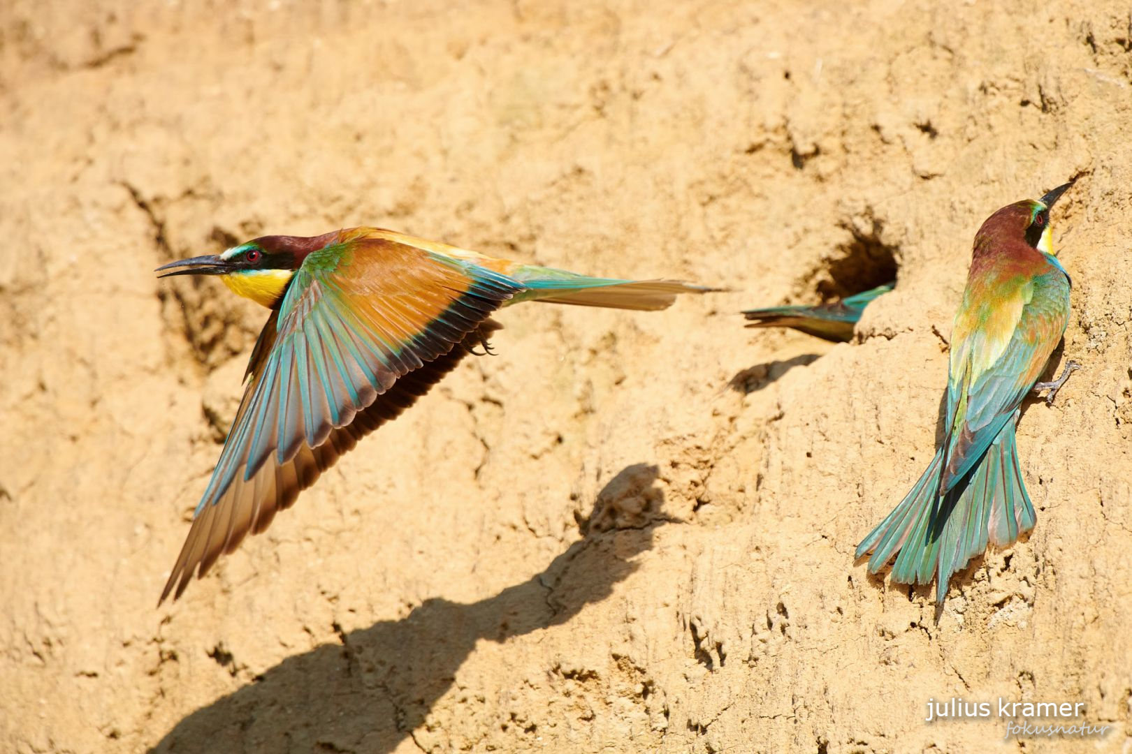 Bienenfresser (Merops apiaster)