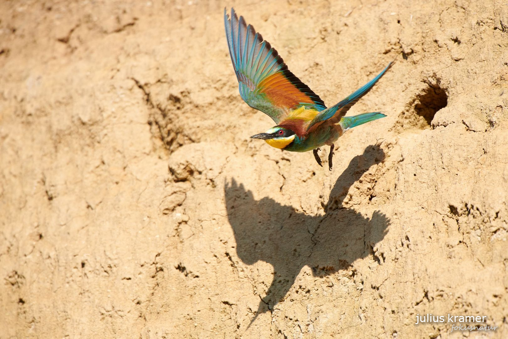 Bienenfresser im Flug