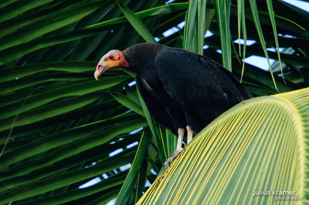 Kleiner Gelbkopfgeier (Cathartes burrovianus)