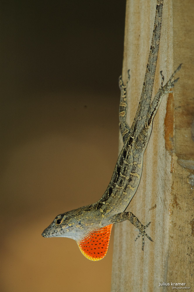 Bahama-Anolis (Norops sagrei)