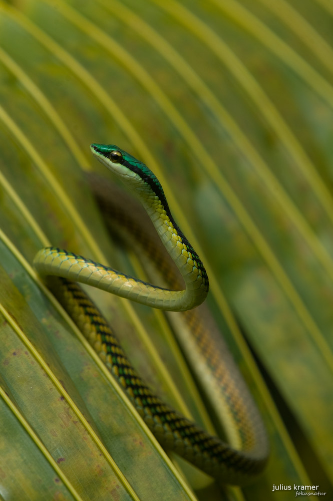 Papageienschlange (Leptophis mexicana)